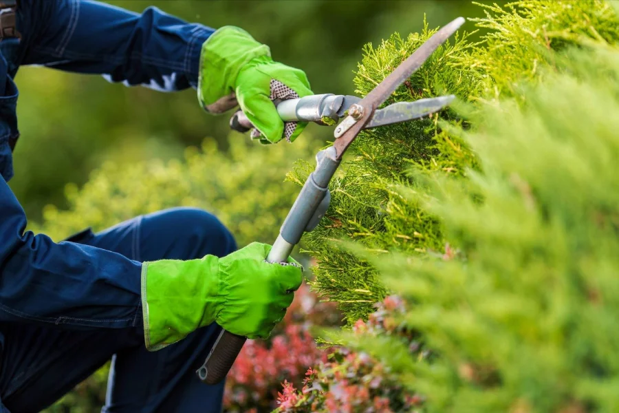 Poda de Jardinería Manual